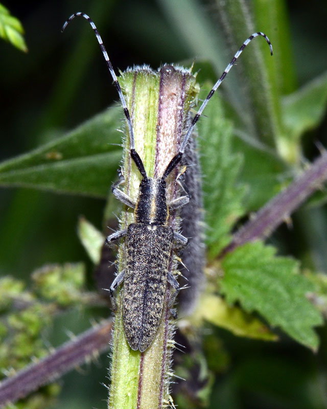 Cerambycidae:  Agapanthia villosoviridescens